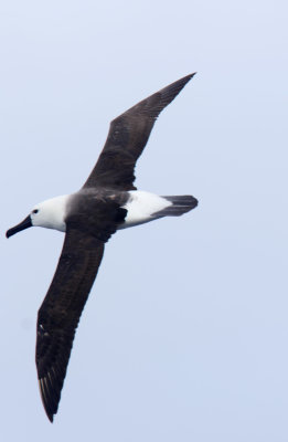 Indian Yellow-nosed Albatross - juvenile_1125.jpg