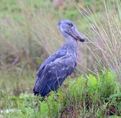 #23 Shoebill_5232.jpg