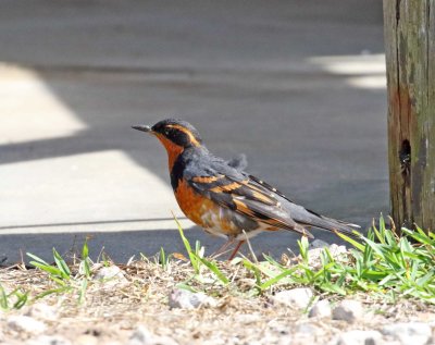 Varied Thrush - male_6254.jpg