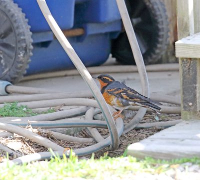 Varied Thrush - male_6271.jpg