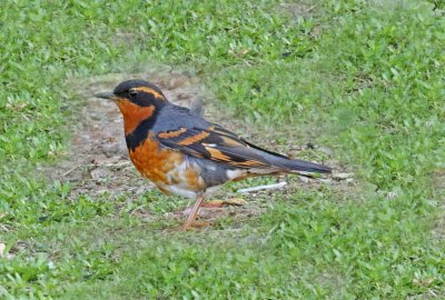 Thrushes