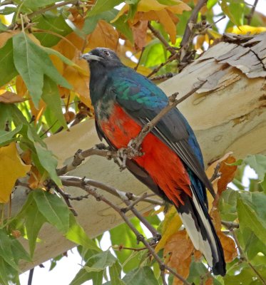 Eared Quetzal - male_6967.jpg