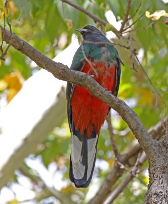 Eared Quetzal - male_7051.jpg