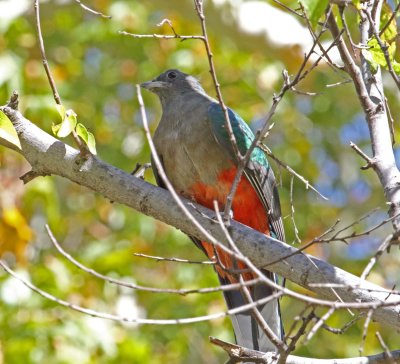 Eared Quetzal - female_6775.jpg