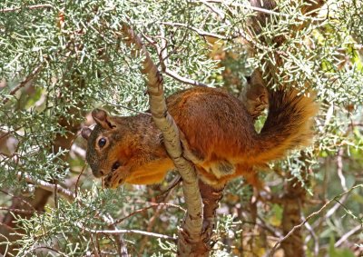 Mexican Fox Squirrel_6891.jpg