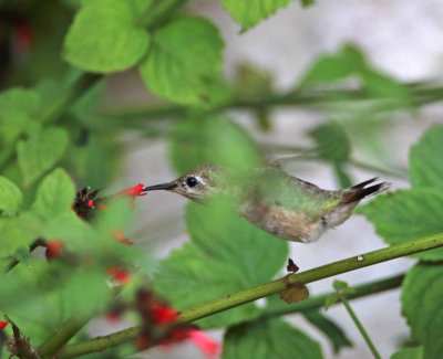 Calliope Hummingbird - juvie male_6462.jpg