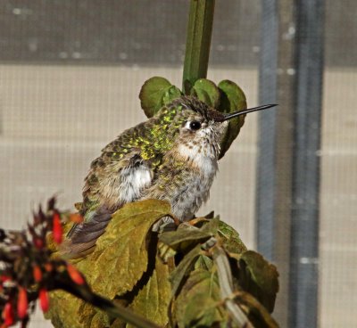 Calliope Hummingbird - male_6775.jpg