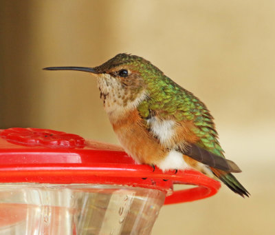 Rufous Hummingbird - female_6634.jpg