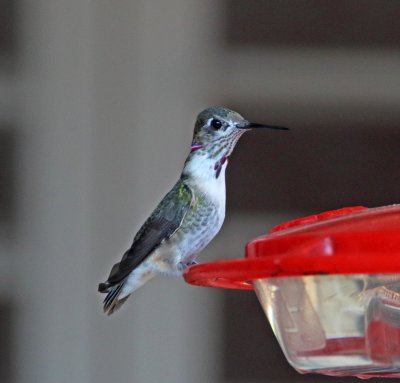 Calliope Hummingbird - male_6844.jpg