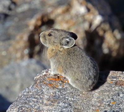 Pikas