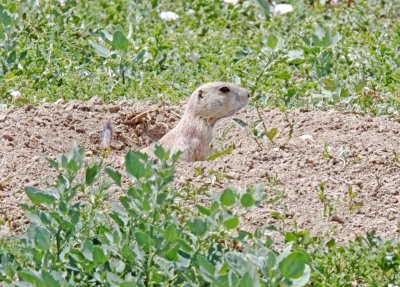 Black-tailed Prairie Dog_7768.jpg