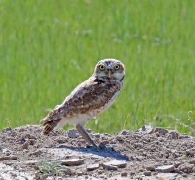 Burrowing Owl_7158.jpg