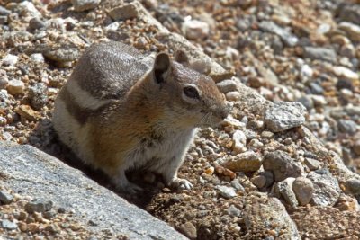 Golden-mantled Ground Squirrel_7857.jpg
