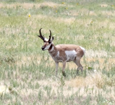 Pronghorn - male_7639.jpg