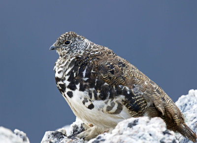 Colorado Birds and animals