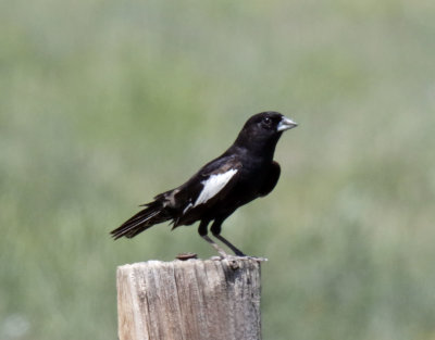 Colorado - Lark Bunting - male breeding_7373.jpg