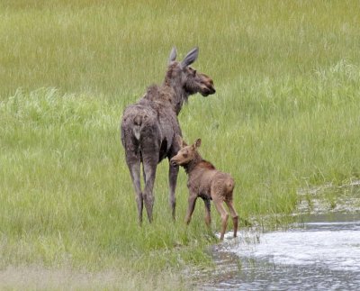 Moose - mother and baby_8545.jpg