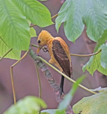 Cream-colored Woodpecker - female_9282.jpg