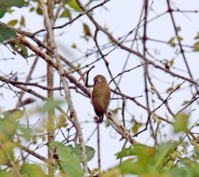 Orinoco Piculet_0642.jpg