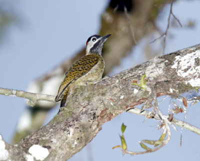 Spot-breasted Woodpecker - female_0457.jpg