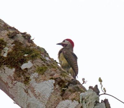 Spot-breasted Woodpecker - male_9266.jpg