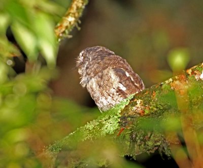 Santa Marta Screech Owl_3408.jpg