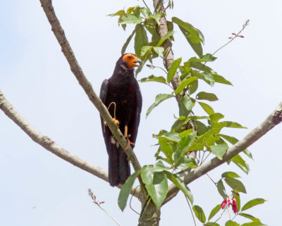 Black Caracara - adult_1102.jpg