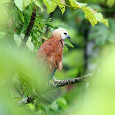 Black-collared Hawk_0811.jpg