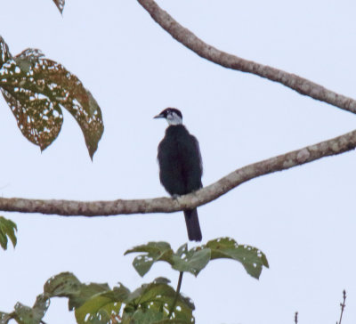 Bare-necked Fruitcrow male_0721.jpg