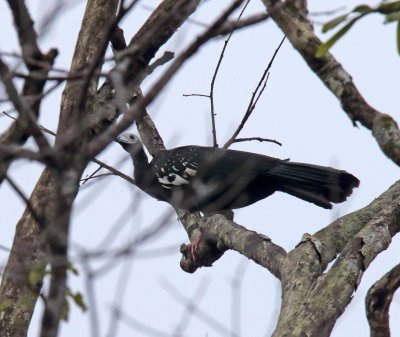 Blue-throated Piping-Guan_0533.jpg