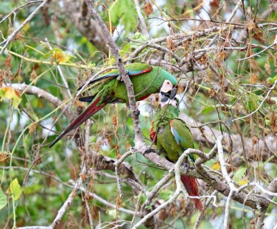 Chestnut-fronted Macaws_0770.jpg