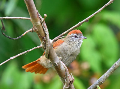 Rusty-backed Spinetail_0995.jpg