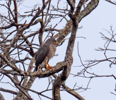 Roadside Hawk_0628.jpg