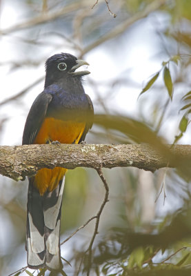 Green-backed Trogon - male_9987.jpg