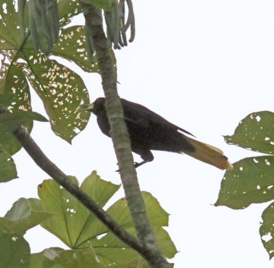 Crested Oropendola_9306.jpg