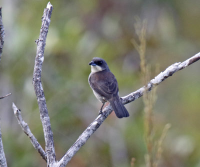 Red-shouldered Tanager - female_0276.jpg