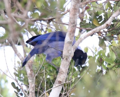 Violaceous Jay_1238.jpg