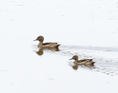 Andean Teal_6922.jpg