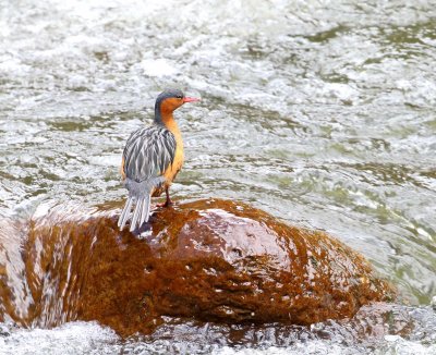 Torrent Duck - female_6873.jpg