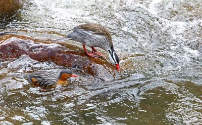 Torrent Duck - pair_6873.jpg