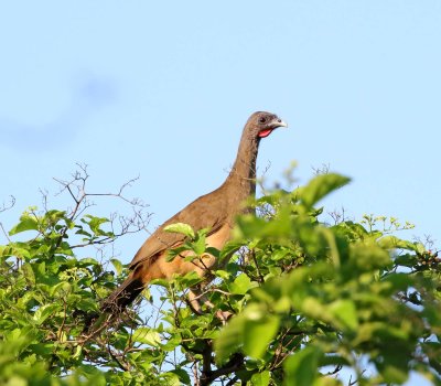 Rufous-vented Chachalaca_5536.jpg