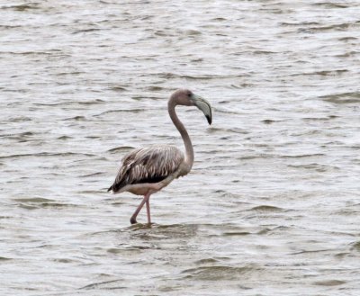 American Flamingo - juvenile_6368.jpg