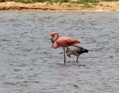 Bahamas - American Flamingo_6357.jpg
