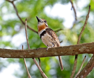 Russet-throated Puffbird_5190 copy.jpg