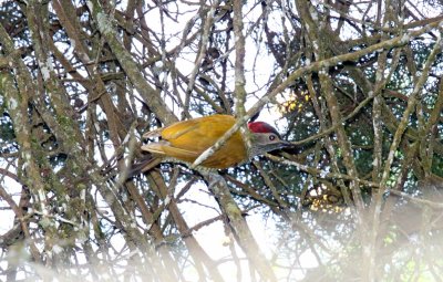 Golden-olive Woodpecker _3130.jpg