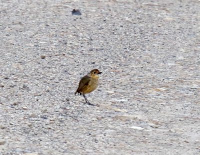 Boyaca Antpitta_2796.jpg