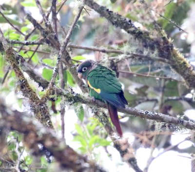 Flame-winged Parakeet_6915.jpg