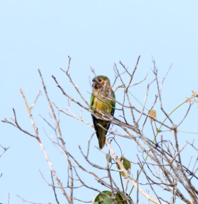 Brown-throated Parakeet_1805.jpg