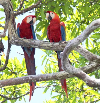 New World & African Parrots