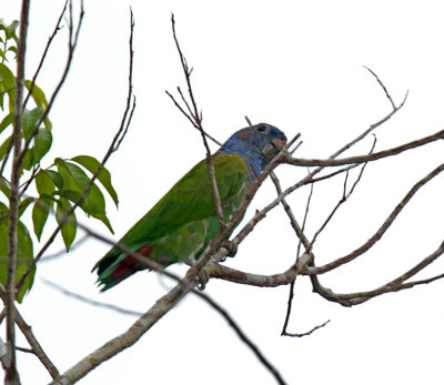 Blue-headed Parrot_9109.jpg